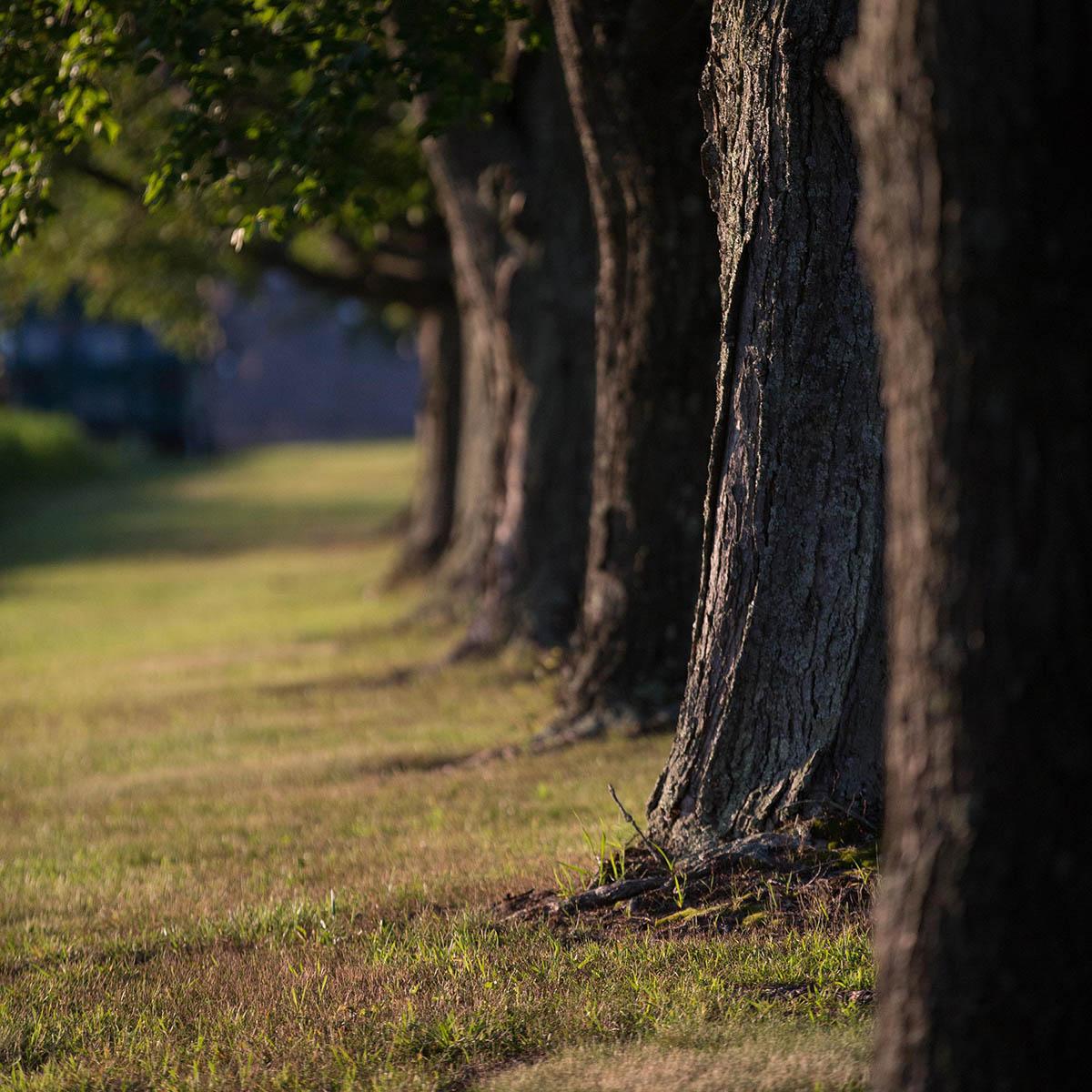Close-up photo of several large trees in a row