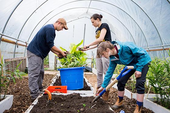 Photo of three people tending to a garden bed in a greenhouse at Chatham University's Eden Hall Farm. 
